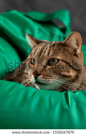 Cat on a green background. Gray tabby cat. Cat food.