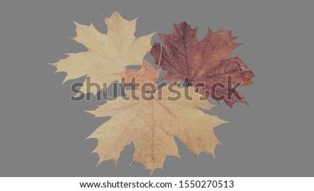  Autumn pictures. Maple leaves on gray background                              
