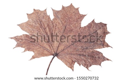  Autumn pictures. Maple leaf on white background                              