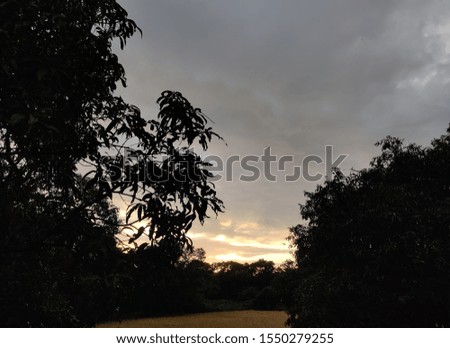 This is a picture of a sunset in the farm with silhouette of the trees and clouds covering the sky with light coming from the back end