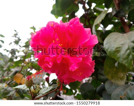 A picture of colorfully flowers