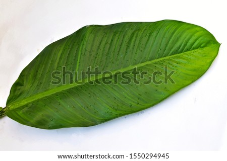 Dieffenbachia  ARACEAE The green leaves on a white background are auspicious means of wealth.
