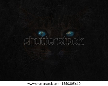 Glowing cat's blue eyes, black grunge texture background