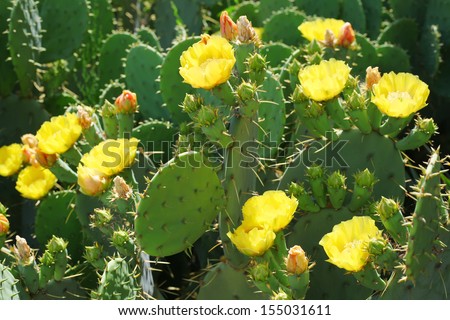 Yellow blooming cactus close up