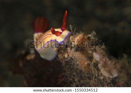  Nudibranch Hypselodoris emma . Underwater macro photography from Lembeh Strait, Indonesia