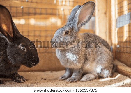 Family of rabbits in a wooden corral. Photographed close-up.