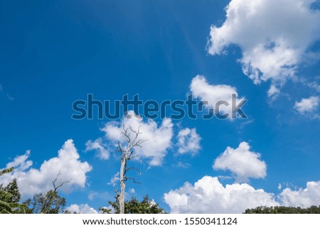 The sky with shadows and twigs reflected by the sun between the clouds. Natural concepts.
