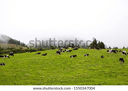 Beautiful landscape sceneries in Azores Portugal. Tropical nature in Sao Miguel Island, Azores. Black and white cows in a grassy field.