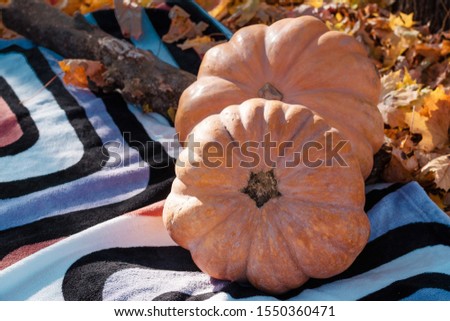 Pumpkin lies on plaid, autumn has passed