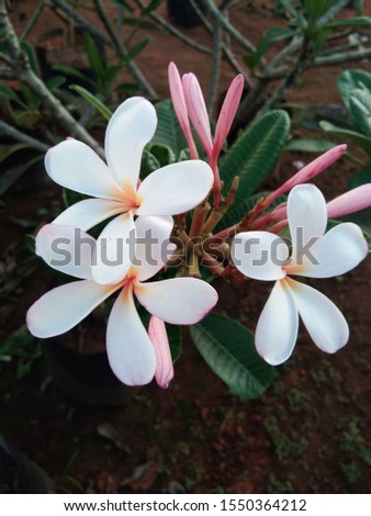 closeup of white flower in garden