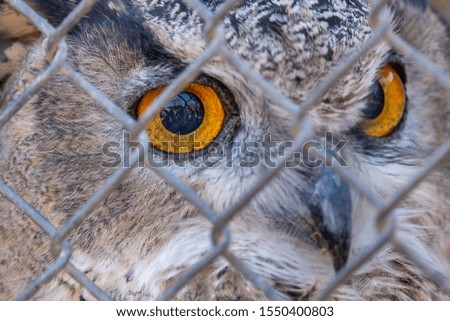 Close up photo of Long-eared Owl head behind the fence