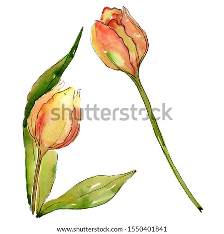 Tulip floral botanical flowers. Wild spring leaf wildflower isolated. Watercolor background illustration set. Watercolour drawing fashion aquarelle. Isolated tulips illustration element.
