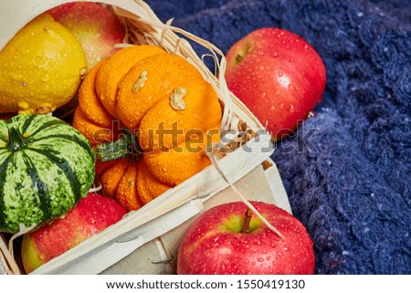 Wooden basket with ripe red yellow  apples and small colorful pumpkins, autumn harvest, blue knitted sweater.