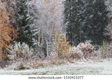First snow has snown early. The autumn leaves are still on trees. Selective focus.