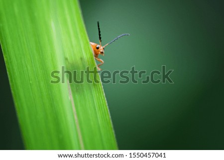 close up macro lady bug on green leaf