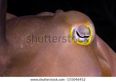 Cuttlefish close up scuba diving in bali