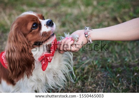 Close-up picture of small white and brown dog with red bandanna, giving his paw to the master. Cavalier king charles training in park with his owner in summer