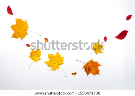 Autumn border made of  fall leaves on white background. Flat lay, top view. Copy space for seasonal promotions and discounts.