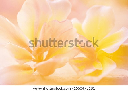 Soft focus blurred frangipani flower in sweet color for background