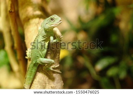 little green iguana sits on a branch