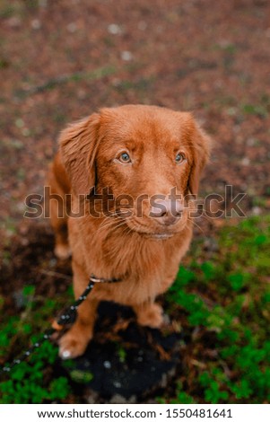 Nova Scotia Retriever dog puppy