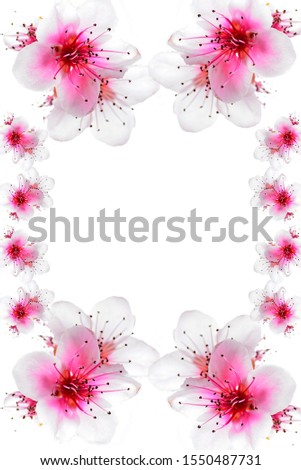 cherry blossom for card or postcard letter background