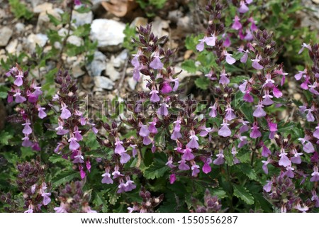 Teucrium chamaedrys, Wall germander, Lamiaceae. Wild plant shot in spring. Royalty-Free Stock Photo #1550556287