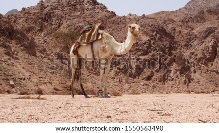 Camel alone standing between rocks