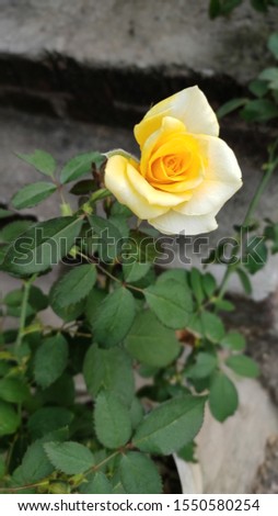 Yellow rose flower . Natural yellow rose flower with close shot