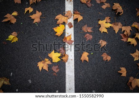 orange leaves fall season atumn on the ground asphalt black and white line on the road 