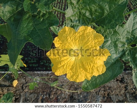 Beautiful Image of Yellow Flower Of Asia.