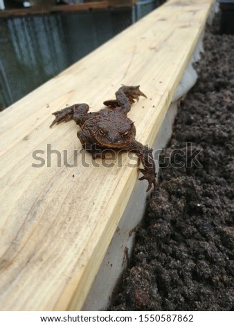 Awesome picture of a toad / frog