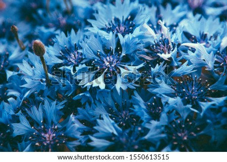 Cornflower plant with blue flowers, beautiful card with nature background