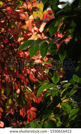 Leaves of green, red and orange backlit by brilliant sunshine in the Autumn.