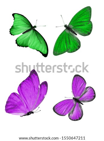beautiful butterflies isolated on white background