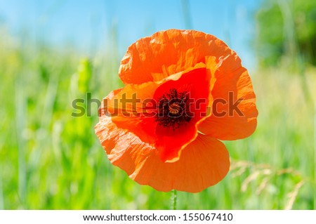 red poppy on green field