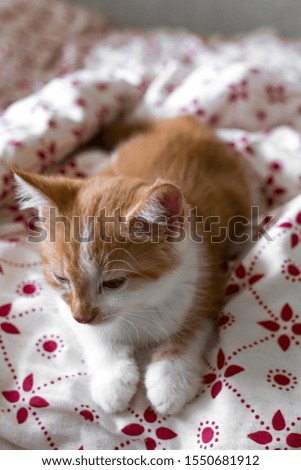 Red-white little cat lying on red and white bedding