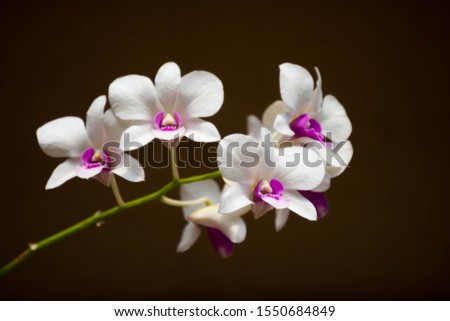 Beautiful white with pink mix Orchid flower with blurry brown background, Orchid, 
