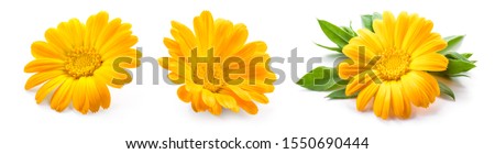 Calendula. Calendula flower isolated. Marigold on white. Royalty-Free Stock Photo #1550690444
