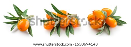 Buckthorn isolated. Sea-buckthorn on white background. Buckthorn branch with leaves. Royalty-Free Stock Photo #1550694143