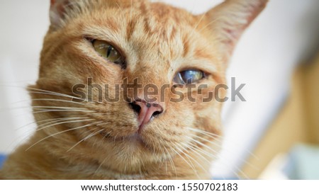 a one eyes blind ornage cat