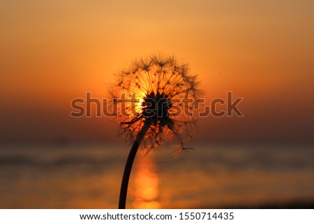 Dandelion flower flying in the sunset