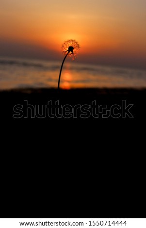 Dandelion flower flying in the sunset