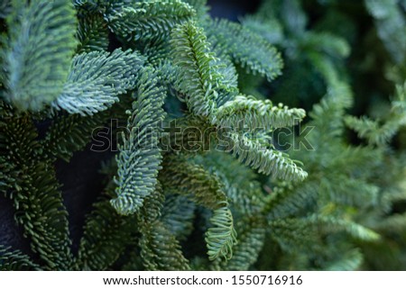 Textured background from fresh green pine fir branches, Christmas decorations background. Selective focus, sun light. Horizontal