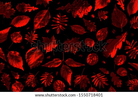 open composition of different autumn leaves in neon light on black background