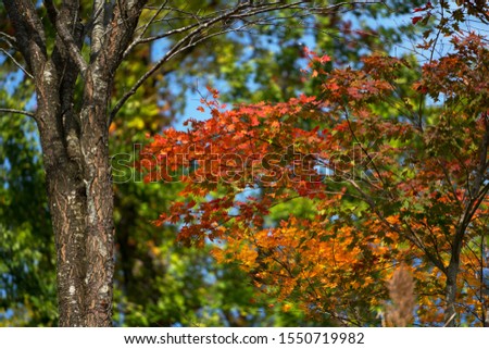 Red and yellow maple leaves in the autumn of Japan.