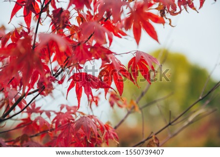 Outdoor autumn maple Japanese red maple leaf closeup，Acer palmatum atropurpureum