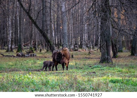 Mighty bison in the Prioksko-Terrasny Reserve, the only one in the Moscow Region. Restoration of the bison population in the country.