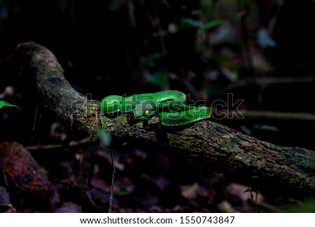 photo Close up Large-eyed Green Pit Viper (Trimeresurus macrops) the endemic species of Southeast Asia ,thailand