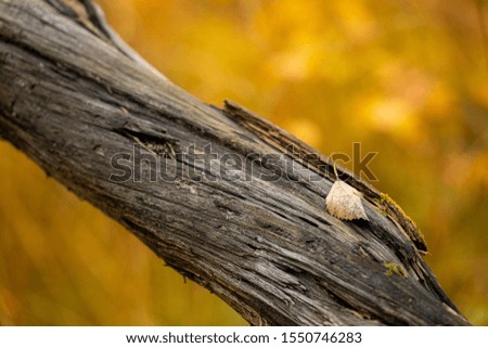 Fallen leaf on dead tree in autumn forest